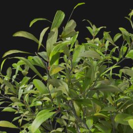Alternative view of Japanese Skimmia (v4)