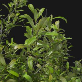 Alternative view of Japanese Skimmia (v5)
