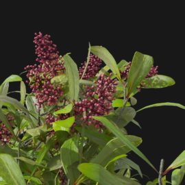 Alternative view of Japanese Skimmia (v6)