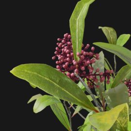 Alternative view of Japanese Skimmia (v7)