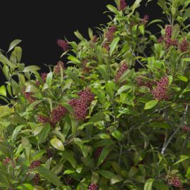 Alternative view of Japanese Skimmia (v8)