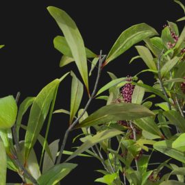 Alternative view of Japanese Skimmia (v9)