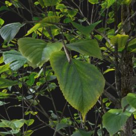 Alternative view of Summer Linden (v1)