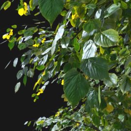 Alternative view of Summer Linden (v10)