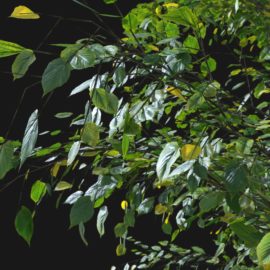 Alternative view of Summer Linden (v11)