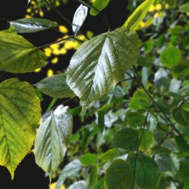 Alternative view of Summer Linden (v12)