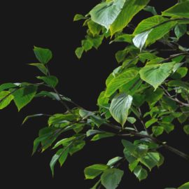 Alternative view of Summer Linden (v2)