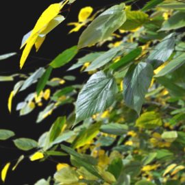 Alternative view of Summer Linden (v3)