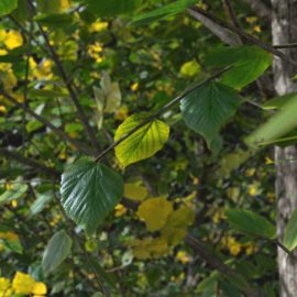 Alternative view of Summer Linden (v4)