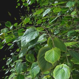 Alternative view of Summer Linden (v5)