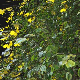 Alternative view of Summer Linden (v7)