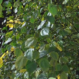 Alternative view of Summer Linden (v8)