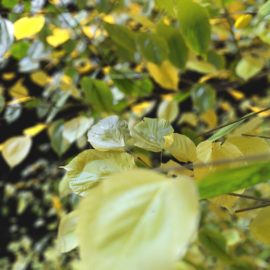 Alternative view of Summer Linden (v9)