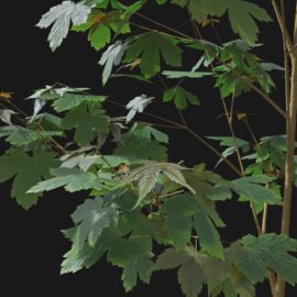 Alternative view of Sycamore Maple (v1)