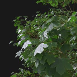 Alternative view of Sycamore Maple (v10)