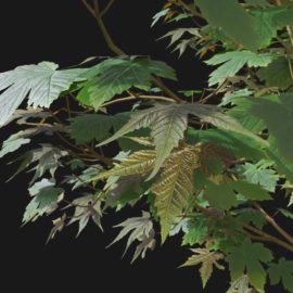 Alternative view of Sycamore Maple (v2)