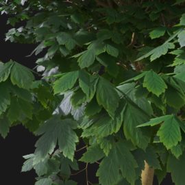 Alternative view of Sycamore Maple (v3)