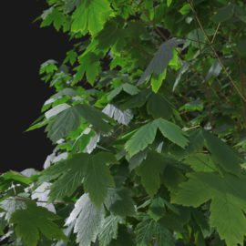 Alternative view of Sycamore Maple (v4)