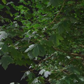 Alternative view of Sycamore Maple (v5)