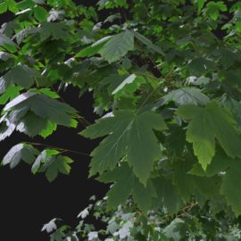 Alternative view of Sycamore Maple (v6)