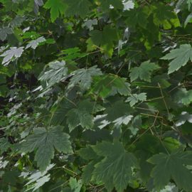Alternative view of Sycamore Maple (v7)