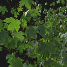 Alternative view of Sycamore Maple (v8)