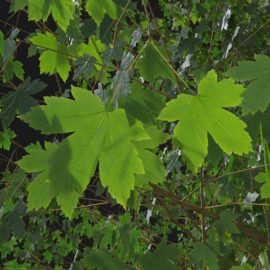 Alternative view of Sycamore Maple (v9)