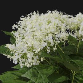 Alternative view of Wild Hydrangea (v1)