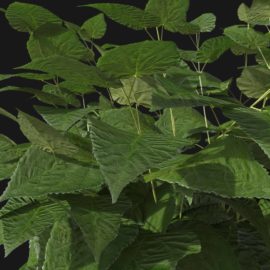 Alternative view of Wild Hydrangea (v10)