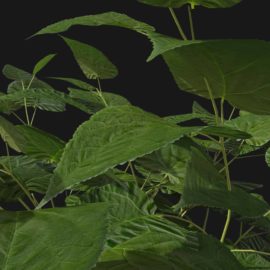 Alternative view of Wild Hydrangea (v2)