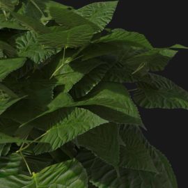 Alternative view of Wild Hydrangea (v3)