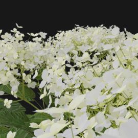 Alternative view of Wild Hydrangea (v5)