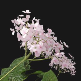 Alternative view of Wild Hydrangea (v6)