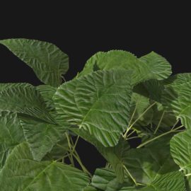 Alternative view of Wild Hydrangea (v7)