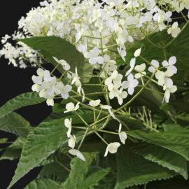 Alternative view of Wild Hydrangea (v9)