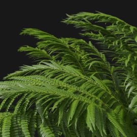 Alternative view of Wood Fern (v1)