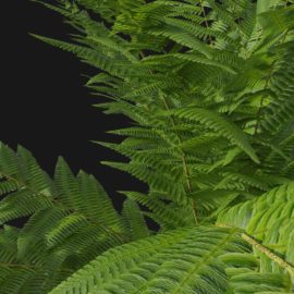 Alternative view of Wood Fern (v10)