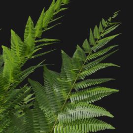 Alternative view of Wood Fern (v2)