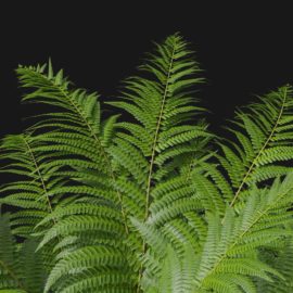 Alternative view of Wood Fern (v3)