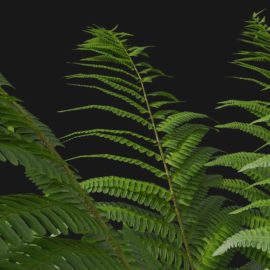 Alternative view of Wood Fern (v4)