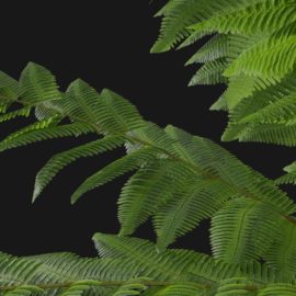 Alternative view of Wood Fern (v5)