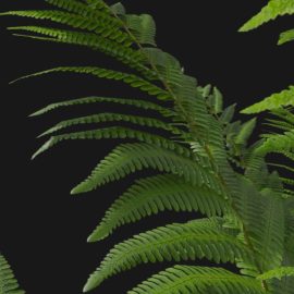 Alternative view of Wood Fern (v7)