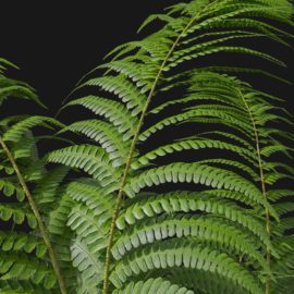 Alternative view of Wood Fern (v8)