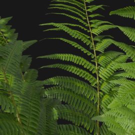 Alternative view of Wood Fern (v9)