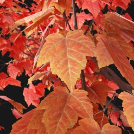 Alternative view of Red Maple (v1)