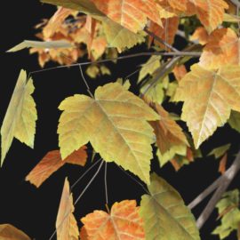 Alternative view of Red Maple (v2)