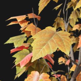 Alternative view of Red Maple (v3)