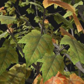 Alternative view of Red Maple (v4)