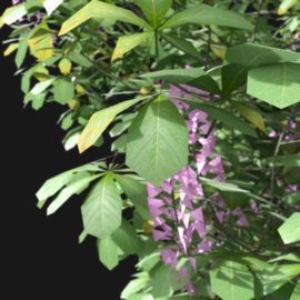 Alternative view of Horse Chestnut (v1)