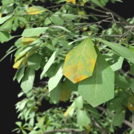 Alternative view of Horse Chestnut (v2)